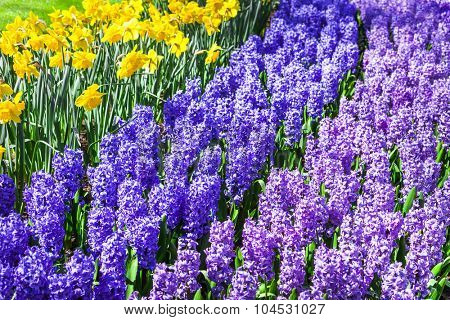 blooming hyacintus flowers in Keukenhof park in Holland