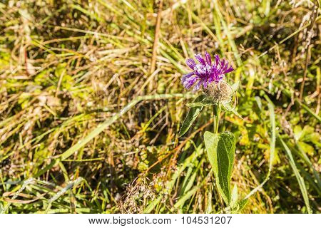 Centaurea Pseudophrygia With Crystals Of Frost