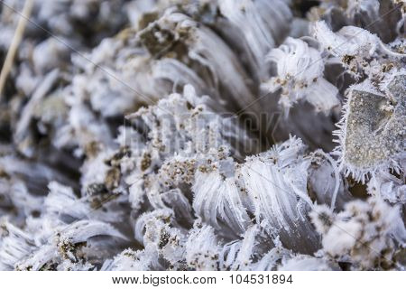 Needle Ice