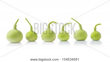 calabash
