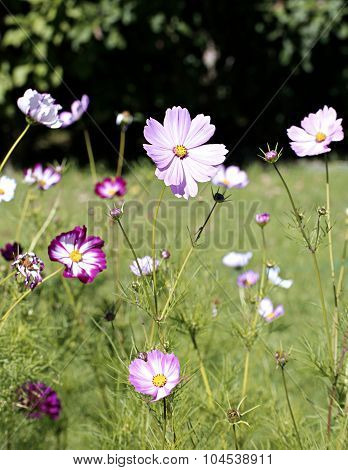 Pink Kosmeya Flowers In The Garden