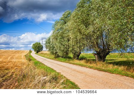 country path with willows