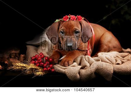 Rhodesian Ridgeback dog resting in front of black background