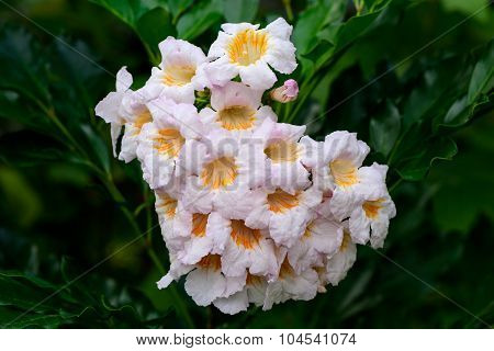China doll flower