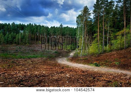 forest path