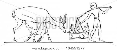 Gazelle domesticity, vintage engraved illustration.