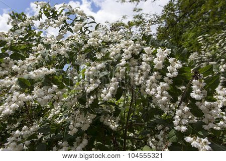 Flowers In The Park