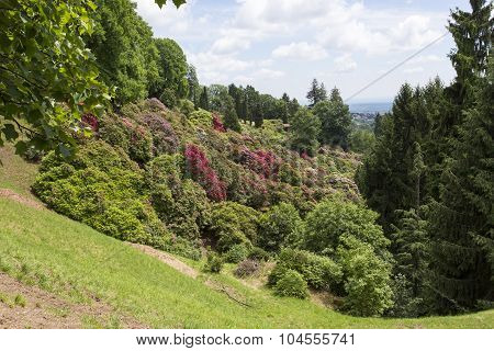 Flowers In The Park