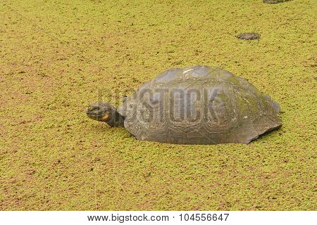 Galapagos Tortoise In A Shallow Pond