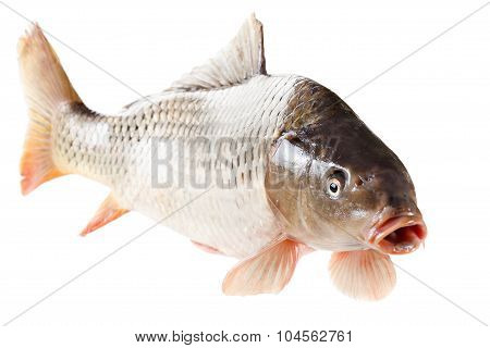 Common Carp Fish Isolated On White Background
