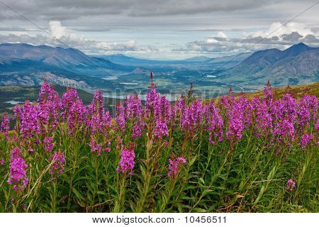 ช่วงต้นร้ายพันธุยูคอน Fireweed