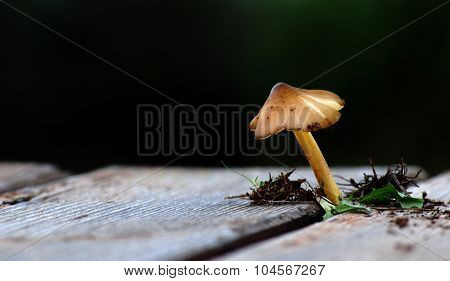 Wild Mushroom