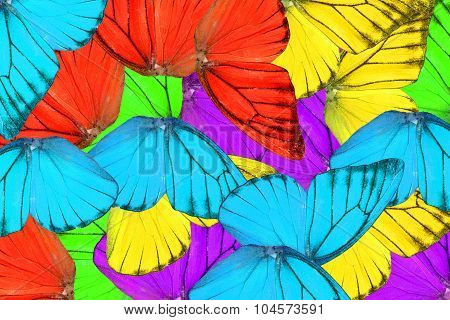 Orange Albatross Butterfly (appias Nero)