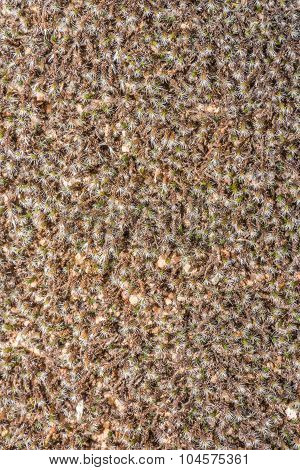 Close-up Of Moss Growing At Gifberg