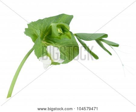 Pea Pod