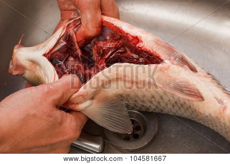 Gutting Of Freshly Caught Fish Carp, Cleaning The Inside