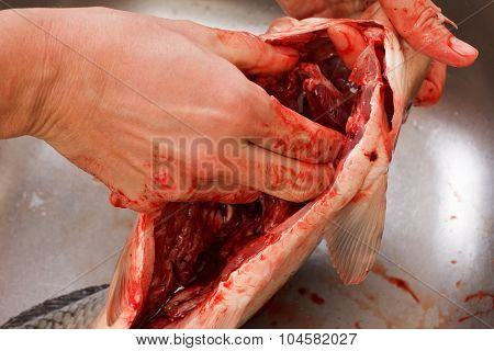 Gutting Of Freshly Caught Fish Carp, Cleaning The Inside