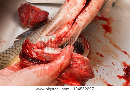 Gutting Of Freshly Caught Fish Carp, Cleaning The Inside