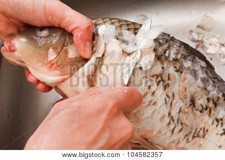 Gutting Of Freshly Caught Fish Carp