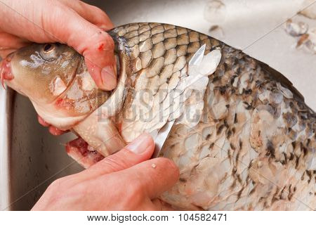 Gutting Of Freshly Caught Fish Carp