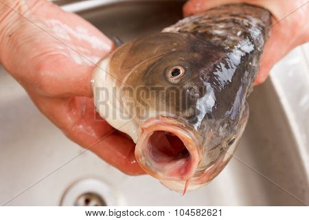 Purified Fish, Carp