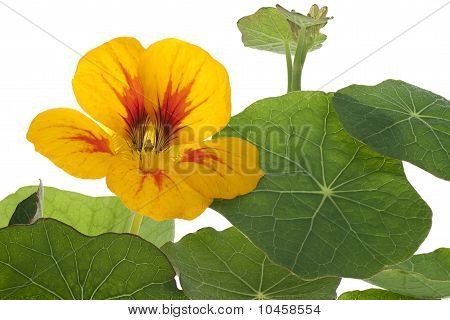 Nasturtium