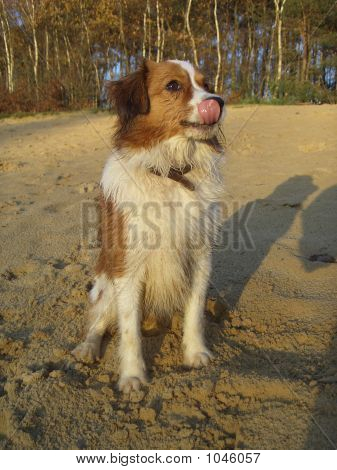 Brudny Dog