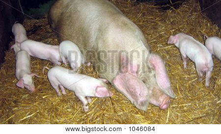 Varkens. Biggen en Sow In Farm