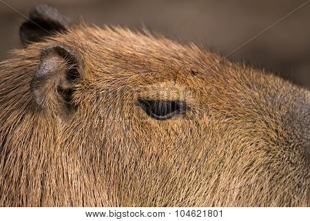 Close Up Photo Of Capybara