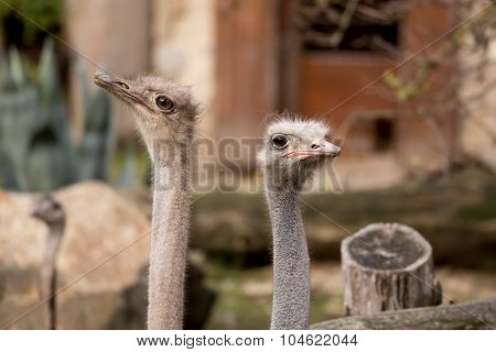 Close Up Portrait Of Australian Emu (dromaius Novaehollandiae) Outdoor