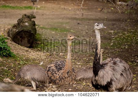 Family Portrait Of Australian Emu (dromaius Novaehollandiae) Outdoor
