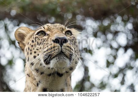 Head Shot Of Persian Leopard