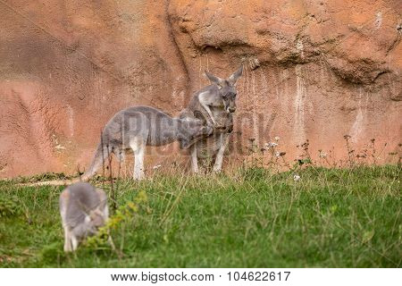 Cute Australian Red Kangaroo Relaxing Outdoor Agins Red Rock