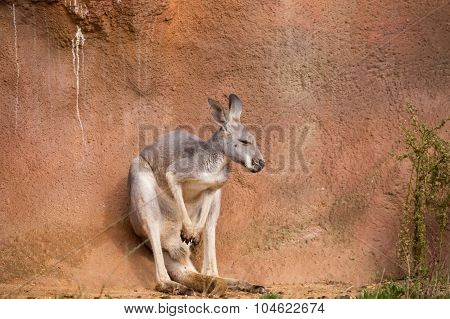 Red Kangaroo