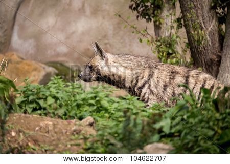 Striped Hyena (hyaena Hyaena)