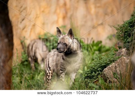 Striped Hyena (hyaena Hyaena)