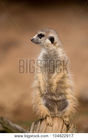 Female Of Meerkat Or Suricate