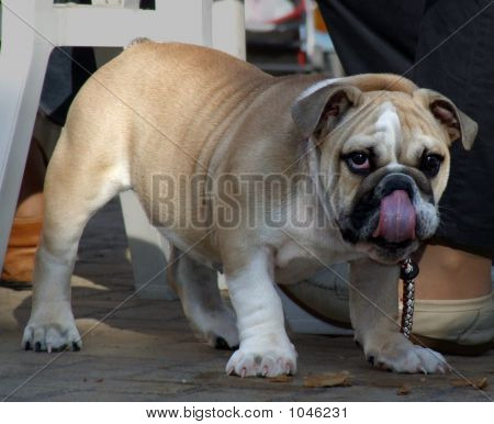 Engelsk Bulldog 