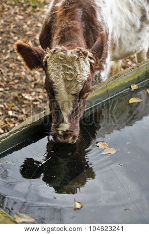 Drinking Trough And Cow