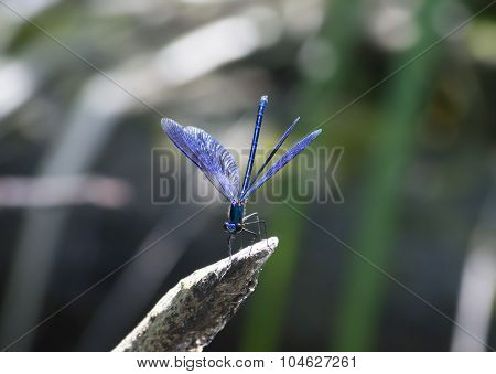 Banded Demoiselle
