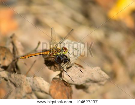 Ruddy Darter dragonfly