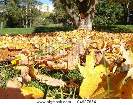 Stack Of Dry Leaves On The Ground