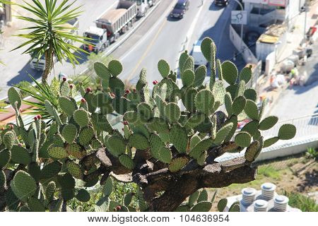 Prickly Pear In Monaco