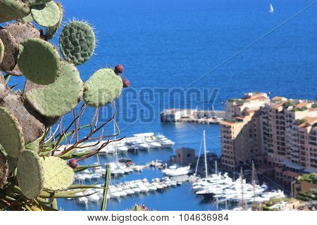 Prickly Pear Cactus In Monaco