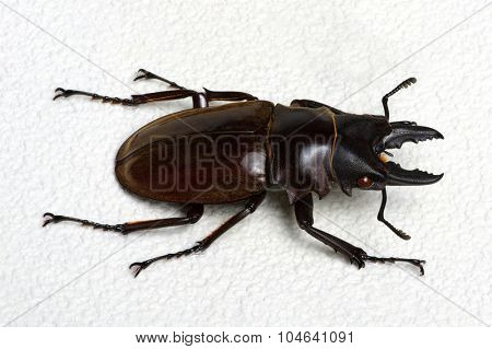 Stag beetle isolated on background