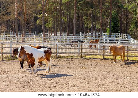 Fence