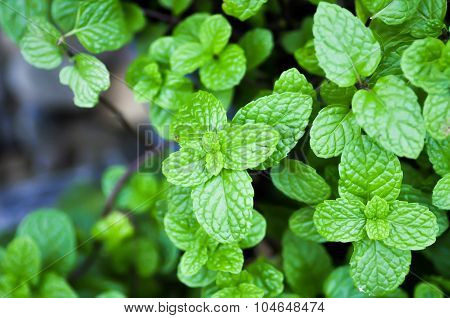 Mint,lemon Balm, Marsh Mint, Mentha, Metha Cordifolia