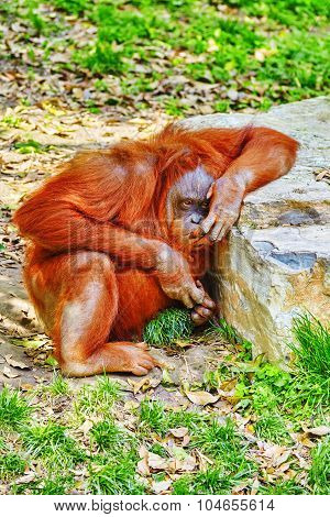 Orang Utan.
