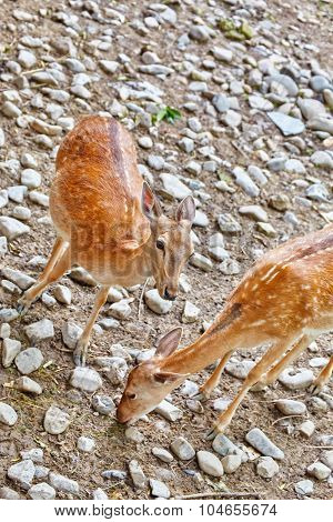 Young Deer In Their Natural Habitat.