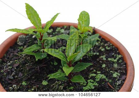 laurel plant in pot isolated on white backrgound